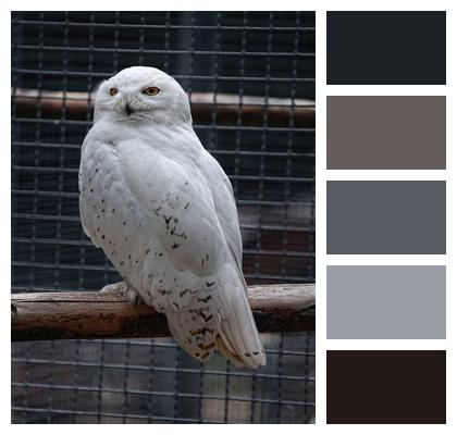 White Owl Snowy Owl Image